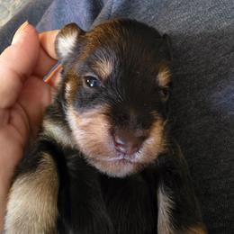 Guinness Lee - Liver female Miniature Schnauzer puppy in Fredericksburg, Virginia from Liver Legends