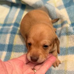 Andy - Red male Dachshund puppy in Edinburg, Virginia from Hunter Lane Dachshunds