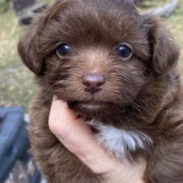 Puppy 1 - Brown and white female Aussiedoodle puppy in Spring Hill, Tennessee from Duke's Mini & Toy Australian Shepherds & Aussiedoodles