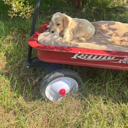 Hazelnut - Parti male Goldendoodle puppy in Milan, Georgia from Cherokee Rose kennels