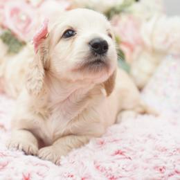Izzie - Cream female Dachshund puppy in Big Rapids, Michigan from 30 Acre Woods Dachshunds