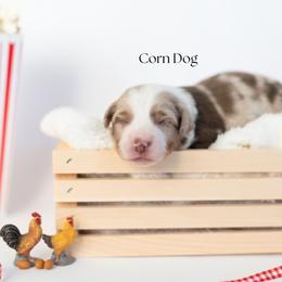 Corn Dog - Red merle male Miniature Australian Shepherd puppy in Wooster, Ohio from Kari's Mini Aussies