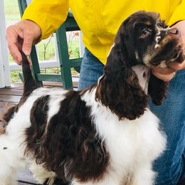 Boxers and Cocker Spaniels from Tribute Kennels