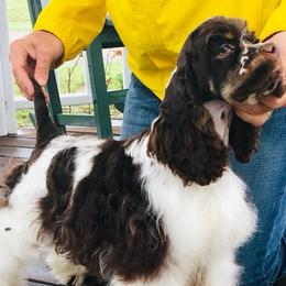 Boxers and Cocker Spaniels from Tribute Kennels