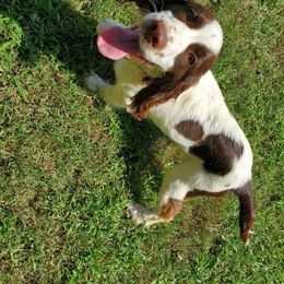 Wade - English Springer Spaniel puppy in North Carolina from Morrow MountainSpringers