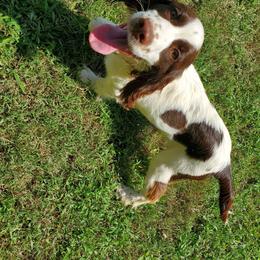 Wade - English Springer Spaniel puppy in North Carolina from Morrow MountainSpringers