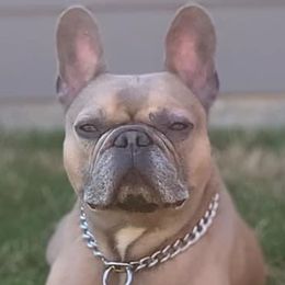 French Bulldogs from Franklee Frenchies