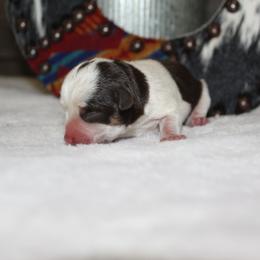 Red boy - Parti male Miniature Schnauzer puppy in Muskogee, Oklahoma from Rockin J Pups
