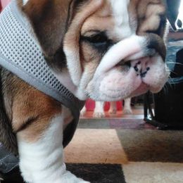 Bulldogs and French Bulldogs from Diamond Edge Bulldogs