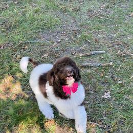 Bernedoodle, Cavapoo, and Newfoundland Puppies from Dyer Lake Newfoundlands