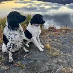 Large Münsterländer Puppies from EAGLES NEST KENNELS