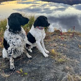 Large Münsterländer Puppies from EAGLES NEST KENNELS