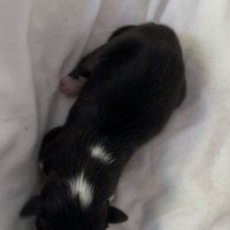 Australian Shepherd Puppies from FairWilde Farm