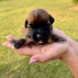 Girl 2 - Soft Coated Wheaten Terrier puppy in Illinois from Sarabeth's Friendly Pups