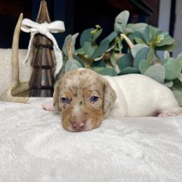 Comet - Dapple male Dachshund puppy in Washburn, Tennessee from Clinch Mountain Dachshunds