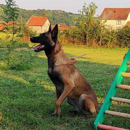 Jazz - Belgian Malinois