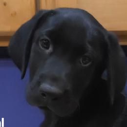 1 - Black male Labrador Retriever puppy in Lenore, Idaho from Sunny Skies Retrievers