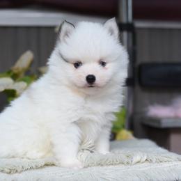 River - White male Pomsky puppy in Coos Bay, Oregon from Ocean View Pomskies