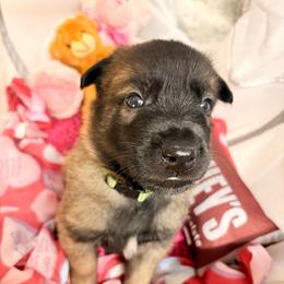 Green - Fawn sable male Belgian Malinois puppy in Boise, Idaho from Wings of Freedom Retrievers and Malinois