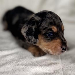Stormy - Dapple male Dachshund puppy in Fayetteville, Arkansas from Natural State Dachshunds