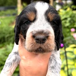 Trout - Tri-Roan female English Springer Spaniel puppy in Bay City, Wisconsin from Springer Hills Farm