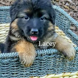 German Shepherd Puppies from Central Coast German Shepherds