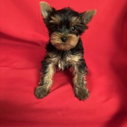BB boy h - Blue and gold male Yorkshire Terrier puppy in Alburnett, Iowa from Hobbs Shire Yorkies