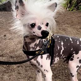 Aj - Chinese Crested