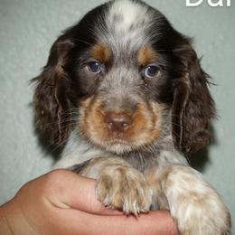 Dancer - Tri-Roan female English Springer Spaniel puppy in Florida from Thunderbird Springers