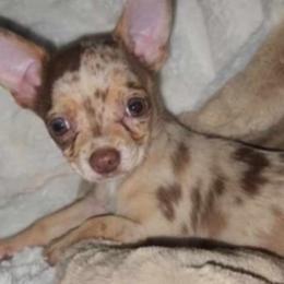 Shiloh - Chihuahua