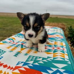Liberty - Black and tan female Pembroke Welsh Corgi puppy in Walsh, Colorado from Wilson Ranch Corgis