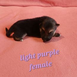 Light Purple Collar Female Black & Tan - German Shepherd puppy from TiPi S Ranch's German Shepherds