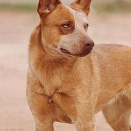 Aloy (ASDR) CO-OWN or GUARDIAN - Red speckled female Australian Cattle Dog puppy in Marana, Arizona from Impact 3rd Australian Cattle Dogs