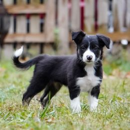 Nahida - Tri-color female Border Collie puppy in Paola, Kansas from New Dawn Border Collies