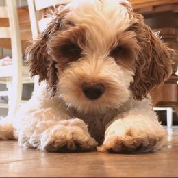 Goldendoodles from Riley's Red Doodles