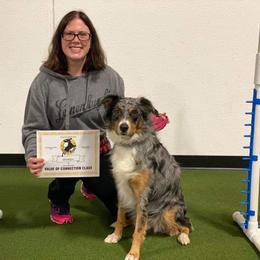 Australian Shepherd All Grown Up from Wexford Creek Aussies