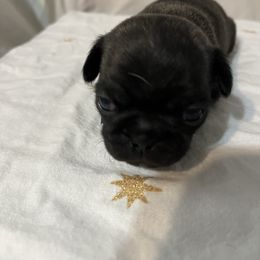 Mona - Brindle female Pug puppy in South Carolina from Pugs From the Corner