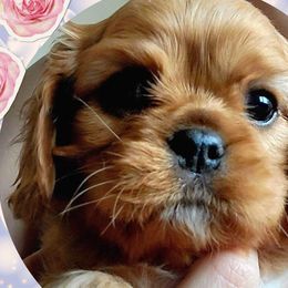 Girl 2 - Ruby Cavalier King Charles Spaniel puppy in Brookings, South Dakota from Precious Pooches Cavalier King Charles Spaniels