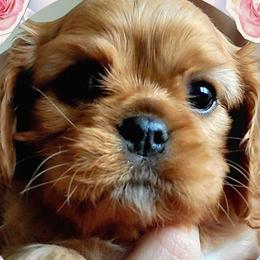 Girl 2 - Ruby Cavalier King Charles Spaniel puppy in Brookings, South Dakota from Precious Pooches Cavalier King Charles Spaniels