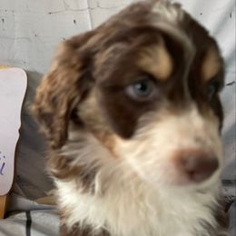 9 - Red tri-color male Aussiedoodle puppy in Tenino, Washington from Silvercreek Aussies and doodles