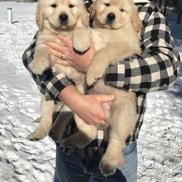 Golden Retriever Puppies from SmallTown Golden Retrievers