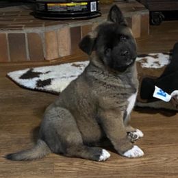 Akita Puppies from Majestic Valley Farms