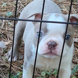 Beetle - Lilac male Boston Terrier puppy in Griffin, Georgia from Celtic Performance Bostons
