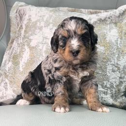 Chiffon - Blue merle female Assorted Doodle Crosses puppy in Lake Charles, Louisiana from Brandi’s Southern Doodles & Poodles, LLC