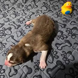 Boy 3 - Red and white male Siberian Husky puppy in Kansas City, Missouri from Anuun's Huskies