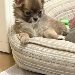 Chelly - Black sabled fawn female Chihuahua puppy in Williamsburg, Virginia from PAWSitive Cheeky Chihuahuas