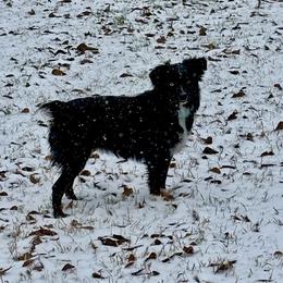 Juju - Toy Australian Shepherd