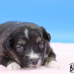 Lover - Black tri female Miniature Australian Shepherd puppy in Weeki Wachee, Florida from Arlington's Mini Aussies