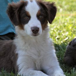 ROBIN (aka Spot) - Red Miniature Australian Shepherd puppy in Omak, Washington from Willow Flats Kennels