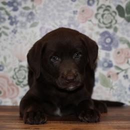 Echo - Chocolate male Labrador Retriever puppy in Morrilton, Arkansas from Ancient Dogges Performance Dogs
